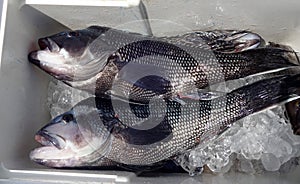 Nice Pair of Jumbo Seabass photo