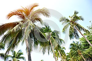 Nice palm trees against sunny sky