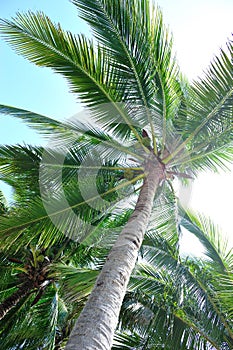 Nice palm trees against sunny sky