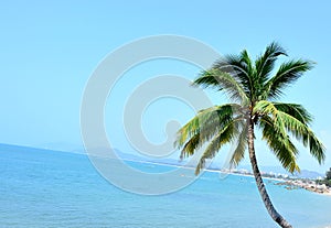 Nice palm trees at sunny seaside