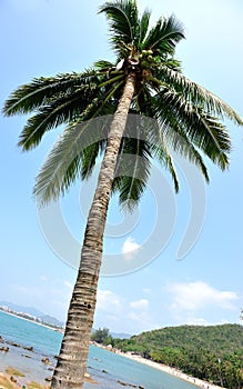 Nice palm trees at sunny seaside