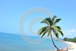 Nice palm trees at sunny seaside