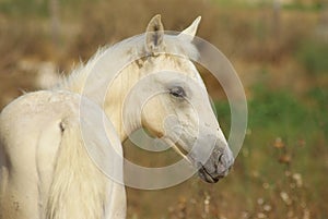 Nice palomino foal on the grass background