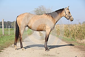 Nice palomino horse