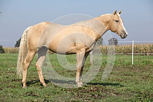 Nice palomino horse