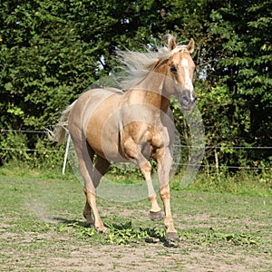 Nice palomino horse with long blond mane running