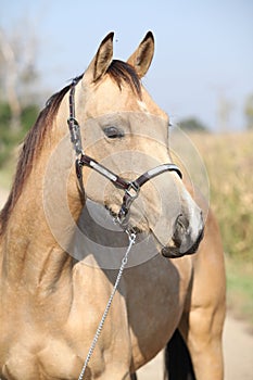 Nice palomino horse looking at you