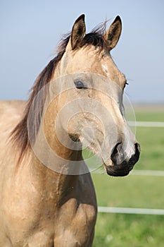 Nice palomino horse looking at you