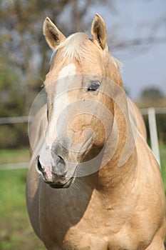 Nice palomino horse looking at you