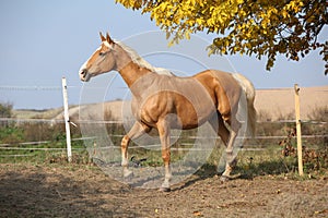 Nice palomino horse running