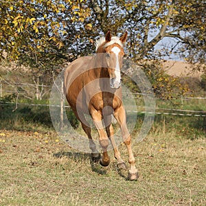 Nice palomino horse running