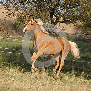 Nice palomino horse running