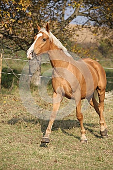 Nice palomino horse running