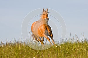 Nice palomino horse running