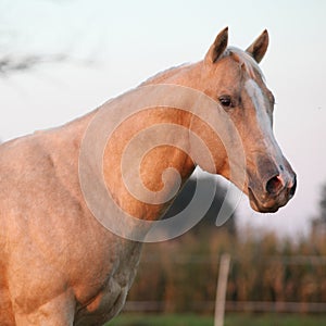Nice palomino horse in sunset