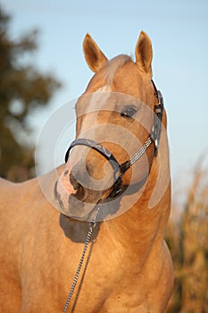 Nice palomino horse in sunset