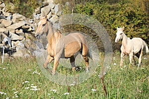 Nice palomino mare with foal running in autumn