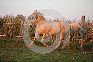 Nice palomino quarter horse in sunset