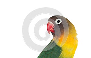 Nice parrot with red beak and yellow and green plumage