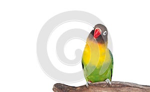 Nice parrot with red beak and yellow and green plumage