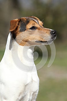 Nice Parson Russell terrier in nature