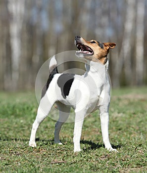 Nice Parson Russell terrier in nature