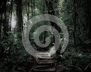 Nice path in the deep forest