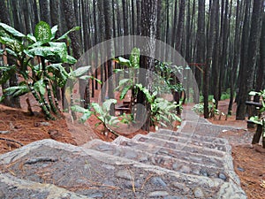 Nice pine forest with footpaths