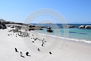 Nice peguins in boulders beach South Africa