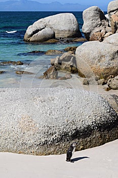 Nice peguins in boulders beach South Africa