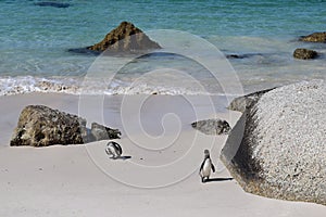 Nice peguins in boulders beach South Africa