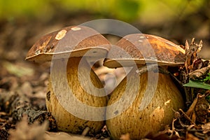 Nice penny bun mushroom on the forest