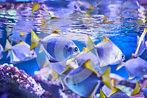 Nice photo of beautiful sea fish on the background of blue water. Underwater photography