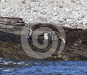 A nice photo of Magellanic penguin