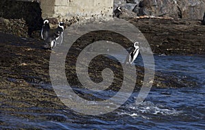 A nice photo of Magellanic penguin