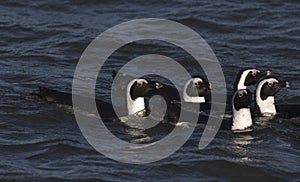 A nice photo of Magellanic penguin