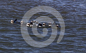 A nice photo of Magellanic penguin