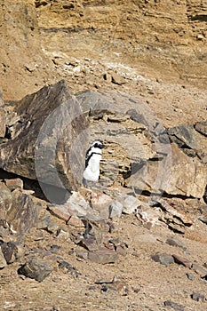 A nice photo of Magellanic penguin