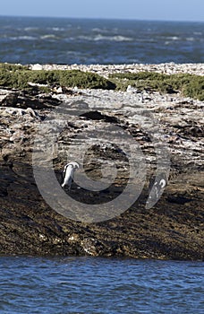 A nice photo of Magellanic penguin