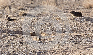 A nice photo of rock hyrax