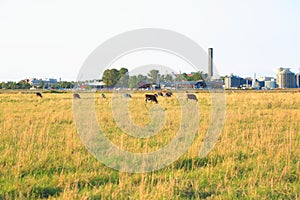 Nice picture of a herd of cows in the field