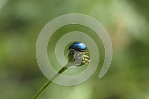 A nice picture of an indefinite beetle from central europe