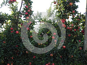 Nice pieces of fruit on an apple tree, lerida, spain, europe