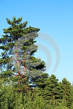 Nice Pine Tree