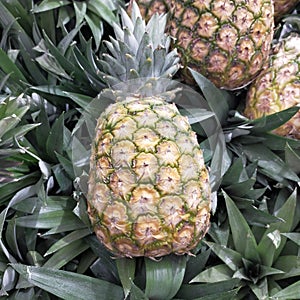 A Nice Pineapple photo