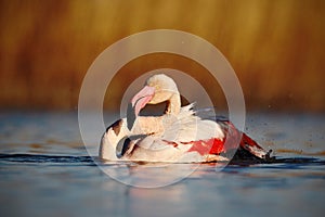 Nice pink big bird Greater Flamingo, Phoenicopterus ruber, in the water, with evening sun, Camargue, France