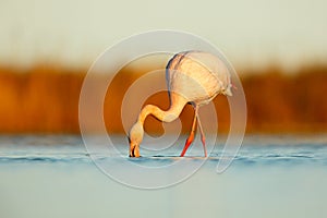 Nice pink big bird Greater Flamingo, Phoenicopterus ruber, in the water, with evening sun, Camargue, France. Wildlife scene in nat