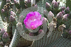 Pink cactus flower plant in UBC botanical garden photo