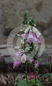 Nice pink foxglove