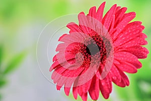 Nice pink gerbera flower on the green spring background. Springtime, gardening concept. Nice greeting gift